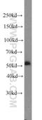 Cytochrome B-245 Beta Chain antibody, 19013-1-AP, Proteintech Group, Western Blot image 