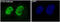 ATM Serine/Threonine Kinase antibody, M00014, Boster Biological Technology, Immunofluorescence image 