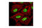 RAD21 Cohesin Complex Component antibody, 4321S, Cell Signaling Technology, Immunocytochemistry image 