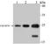Ubiquinol-Cytochrome C Reductase, Rieske Iron-Sulfur Polypeptide 1 antibody, A08781-1, Boster Biological Technology, Western Blot image 
