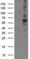 Protein Phosphatase, Mg2+/Mn2+ Dependent 1B antibody, NBP2-00720, Novus Biologicals, Western Blot image 