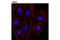 Nucleoporin 98 antibody, 13393S, Cell Signaling Technology, Immunofluorescence image 