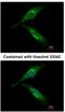 ADP Ribosylation Factor GTPase Activating Protein 2 antibody, NBP2-15441, Novus Biologicals, Immunofluorescence image 