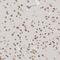 Nucleoporin 153 antibody, PA5-55720, Invitrogen Antibodies, Immunohistochemistry paraffin image 