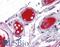 Coagulation Factor X antibody, LS-B4235, Lifespan Biosciences, Immunohistochemistry paraffin image 