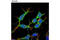 Nerve Growth Factor Receptor antibody, 8238T, Cell Signaling Technology, Immunocytochemistry image 