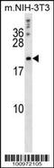 BCL2L2-PABPN1 Readthrough antibody, 56-826, ProSci, Western Blot image 