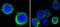 AXL Receptor Tyrosine Kinase antibody, MA5-15504, Invitrogen Antibodies, Immunofluorescence image 