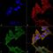 Unc-51 Like Autophagy Activating Kinase 1 antibody, PA5-77810, Invitrogen Antibodies, Immunofluorescence image 