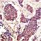 Mpf antibody, GTX37534, GeneTex, Immunohistochemistry paraffin image 