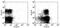 Semaphorin 4D antibody, 13-1001-82, Invitrogen Antibodies, Flow Cytometry image 