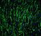 Musashi RNA Binding Protein 2 antibody, NBP1-76575, Novus Biologicals, Immunofluorescence image 