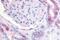 Prostaglandin E Receptor 2 antibody, NBP1-02359, Novus Biologicals, Immunohistochemistry paraffin image 