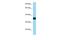 CDC42 Effector Protein 4 antibody, PA5-70044, Invitrogen Antibodies, Western Blot image 