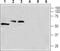 Calcium Voltage-Gated Channel Auxiliary Subunit Gamma 8 antibody, PA5-77354, Invitrogen Antibodies, Western Blot image 