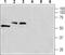 Calcium Voltage-Gated Channel Auxiliary Subunit Gamma 8 antibody, PA5-77354, Invitrogen Antibodies, Western Blot image 