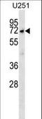 McKusick-Kaufman Syndrome antibody, LS-C164209, Lifespan Biosciences, Western Blot image 