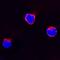 Fms Related Tyrosine Kinase 3 Ligand antibody, AF2467, R&D Systems, Immunocytochemistry image 