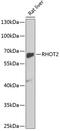 Ras Homolog Family Member T2 antibody, 18-731, ProSci, Western Blot image 