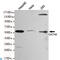 GATA Binding Protein 6 antibody, LS-C812978, Lifespan Biosciences, Western Blot image 