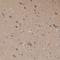 Secernin 1 antibody, NBP1-87861, Novus Biologicals, Immunohistochemistry frozen image 