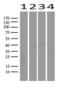 NK3 Homeobox 1 antibody, UM870088, Origene, Western Blot image 