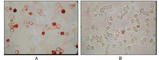 KSHV ORF62 antibody, abx015911, Abbexa, Western Blot image 