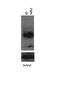 Musashi RNA Binding Protein 2 antibody, 25-669, ProSci, Western Blot image 