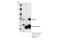 Fermitin Family Member 1 antibody, 36734S, Cell Signaling Technology, Immunoprecipitation image 