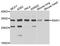 Snail Family Transcriptional Repressor 1 antibody, A5544, ABclonal Technology, Western Blot image 