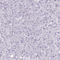 RNA Binding Motif Protein 3 antibody, AMAb90655, Atlas Antibodies, Immunohistochemistry frozen image 