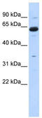 Copine 1 antibody, TA345866, Origene, Western Blot image 