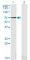 PWP1 Homolog, Endonuclein antibody, H00011137-M03, Novus Biologicals, Western Blot image 