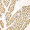 Kynureninase antibody, LS-C334846, Lifespan Biosciences, Immunohistochemistry frozen image 