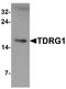 TDRG1 antibody, A15487, Boster Biological Technology, Western Blot image 