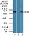 Eukaryotic Translation Initiation Factor 4B antibody, PA5-23286, Invitrogen Antibodies, Western Blot image 