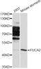 Alpha-L-Fucosidase 2 antibody, abx125857, Abbexa, Western Blot image 