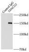 FA Complementation Group D2 antibody, FNab03006, FineTest, Immunoprecipitation image 