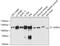 Purinergic Receptor P2X 5 antibody, 14-110, ProSci, Western Blot image 