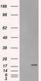 Crystallin Alpha B antibody, LS-C784379, Lifespan Biosciences, Western Blot image 