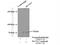 Solute Carrier Family 5 Member 7 antibody, 21848-1-AP, Proteintech Group, Immunoprecipitation image 