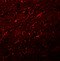 Synaptogyrin 2 antibody, 5565, ProSci Inc, Immunofluorescence image 