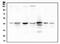 Adenosine Deaminase antibody, M00866, Boster Biological Technology, Western Blot image 