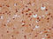 Kelch Like Family Member 20 antibody, LS-C680736, Lifespan Biosciences, Immunohistochemistry paraffin image 