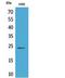 Peptidylprolyl Isomerase B antibody, STJ96801, St John