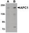 APC1 antibody, PA5-20941, Invitrogen Antibodies, Western Blot image 
