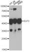 E74 Like ETS Transcription Factor 3 antibody, STJ28454, St John