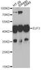 ETS-related transcription factor Elf-3 antibody, STJ28454, St John