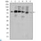 Cortactin antibody, LS-C812552, Lifespan Biosciences, Enzyme Linked Immunosorbent Assay image 