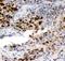 Minichromosome Maintenance Complex Component 7 antibody, PB9261, Boster Biological Technology, Immunohistochemistry frozen image 